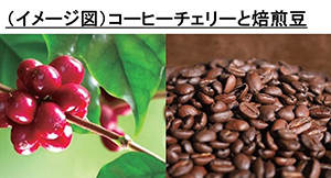 （イメージ図）コーヒーチェリーと焙煎豆