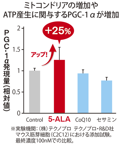 ミトコンドリアの増加やATP産生に関与するPGC-1αが増加