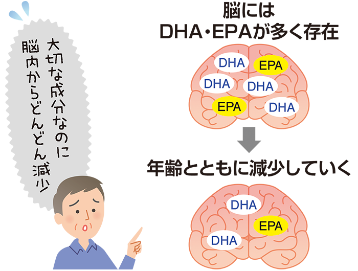 「脳」には最も多くの「DHA」が存在